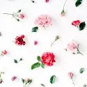 Fresh Cut Rose Fragrance Oil