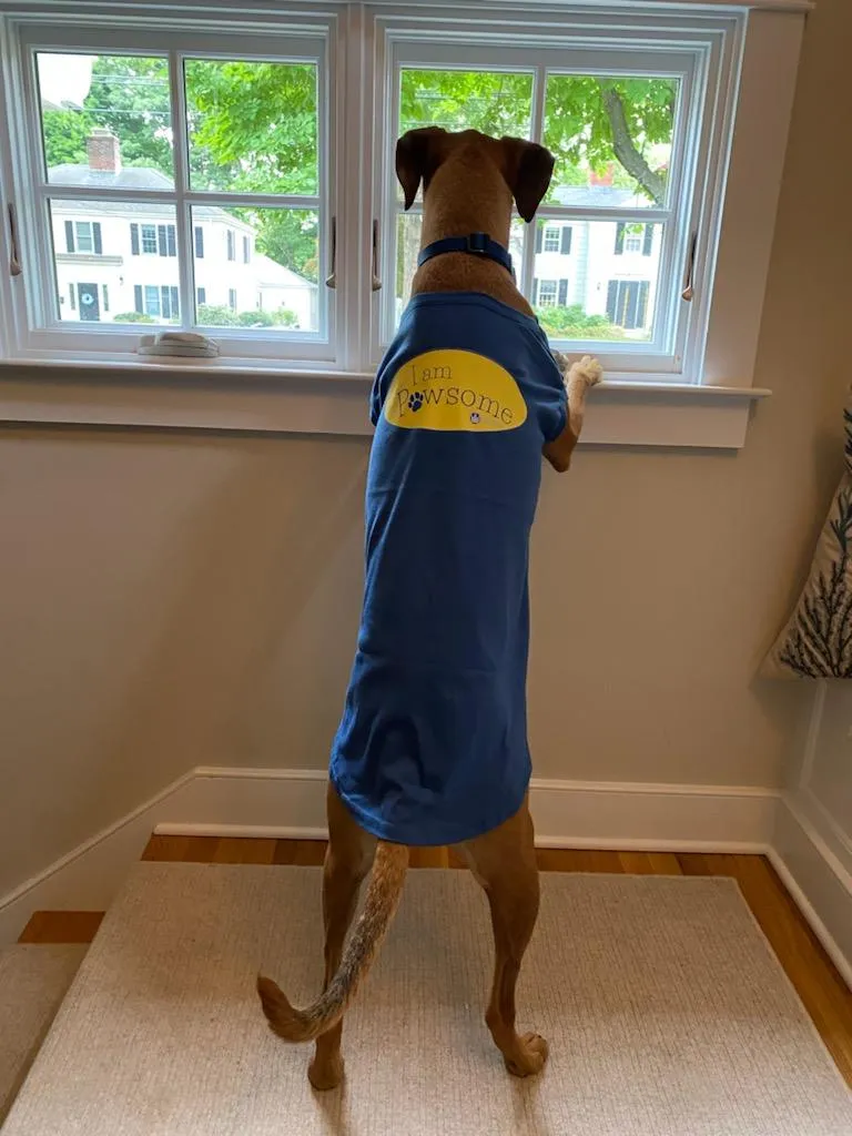 I am Pawsome - Pet Tee
