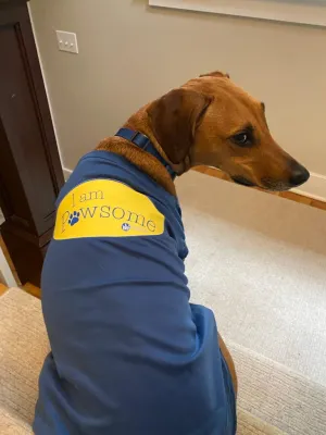 I am Pawsome - Pet Tee
