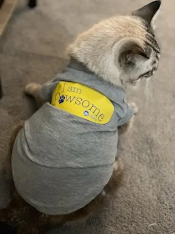 I am Pawsome - Pet Tee