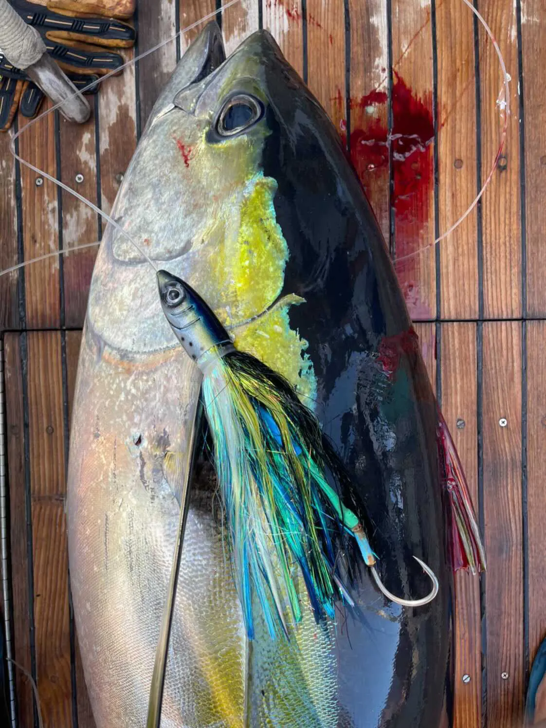 Kona Dragon Jetted: YELLOWFIN
