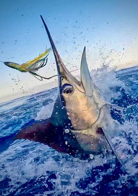 Kona Dragon Jetted: YELLOWFIN