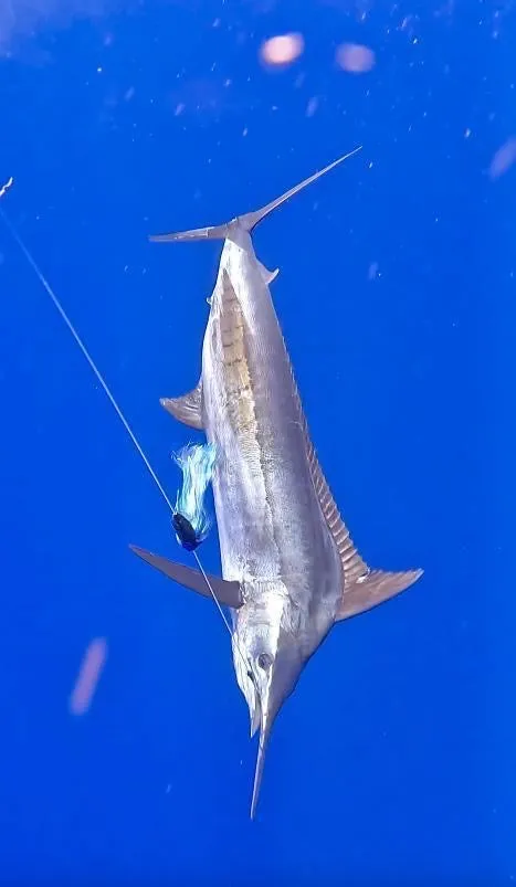 Kona Dragon Jetted: YELLOWFIN